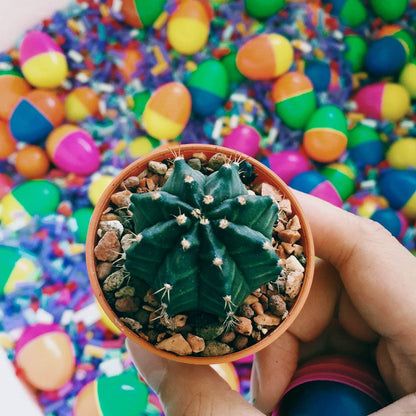 Decorative Stones and Pebbles for Garden, Vase Fillers Multicolor. - infinityexculsivestore.com