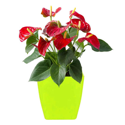 Flower Pots Square Shape For Indoor / Outdoor Gardening - infinityexculsivestore.com