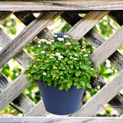 Hanging Planter Pot used for storing and holding plants and flowers in it and this is widely used in in all kinds of gardening and household places etc. - infinityexculsivestore.com