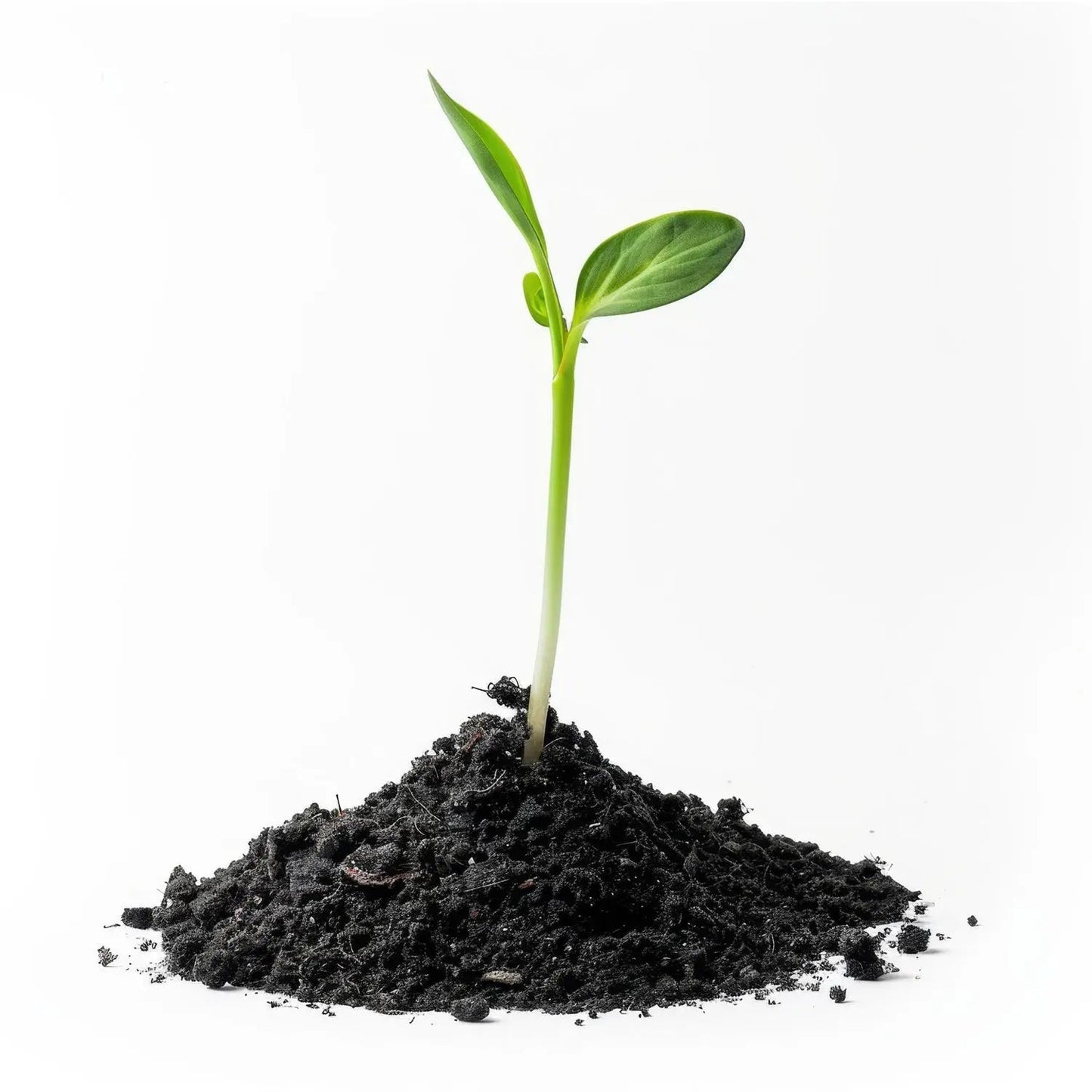 Organic Vermicompost Black Soil for Plants Health Manure (1 KG Approx) - infinityexculsivestore.com