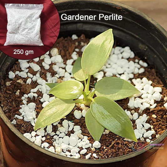 Paradise Perlite for Hydroponics & Horticulture Terrace Gardening Soil Conditioner (250 GM) - infinityexculsivestore.com