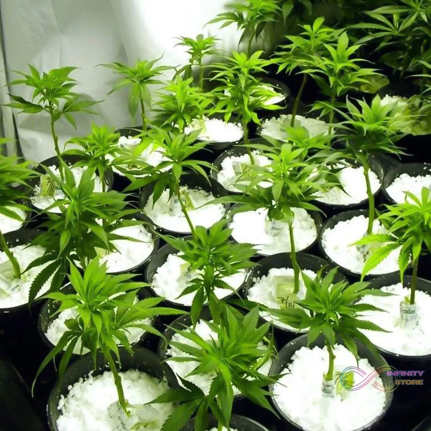 Paradise Perlite for Hydroponics &amp; Horticulture Terrace Gardening Soil Conditioner (250 GM) - infinityexculsivestore.com