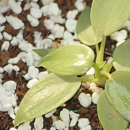 Paradise Perlite for Hydroponics &amp; Horticulture Terrace Gardening Soil Conditioner (250 GM) - infinityexculsivestore.com