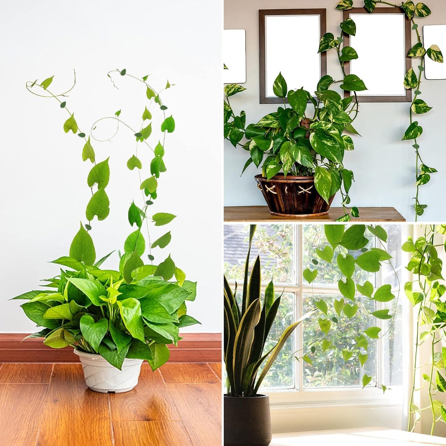 Plant Climbing Wall Fixture Clip Self - Adhesive Hook Vines Traction Invisible Stand Green Plant Clip Garden Wall Clip Plant Support Binding Clip Plants for Indoor Outdoor Decoration (30 Pcs Set) - infinityexculsivestore.com